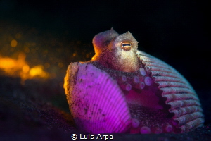 Amphioctopus marginatus (coconut octopus) by Luis Arpa 
